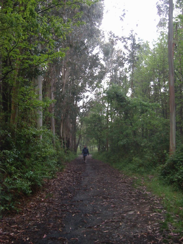 Pepe caminando por un bosque de eucaliptos