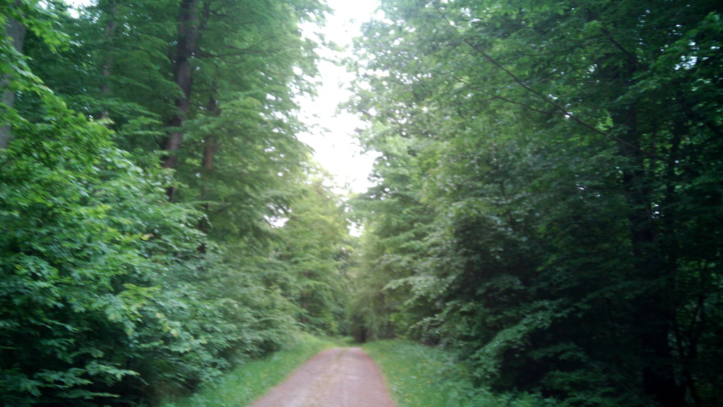 El camino entre bosques