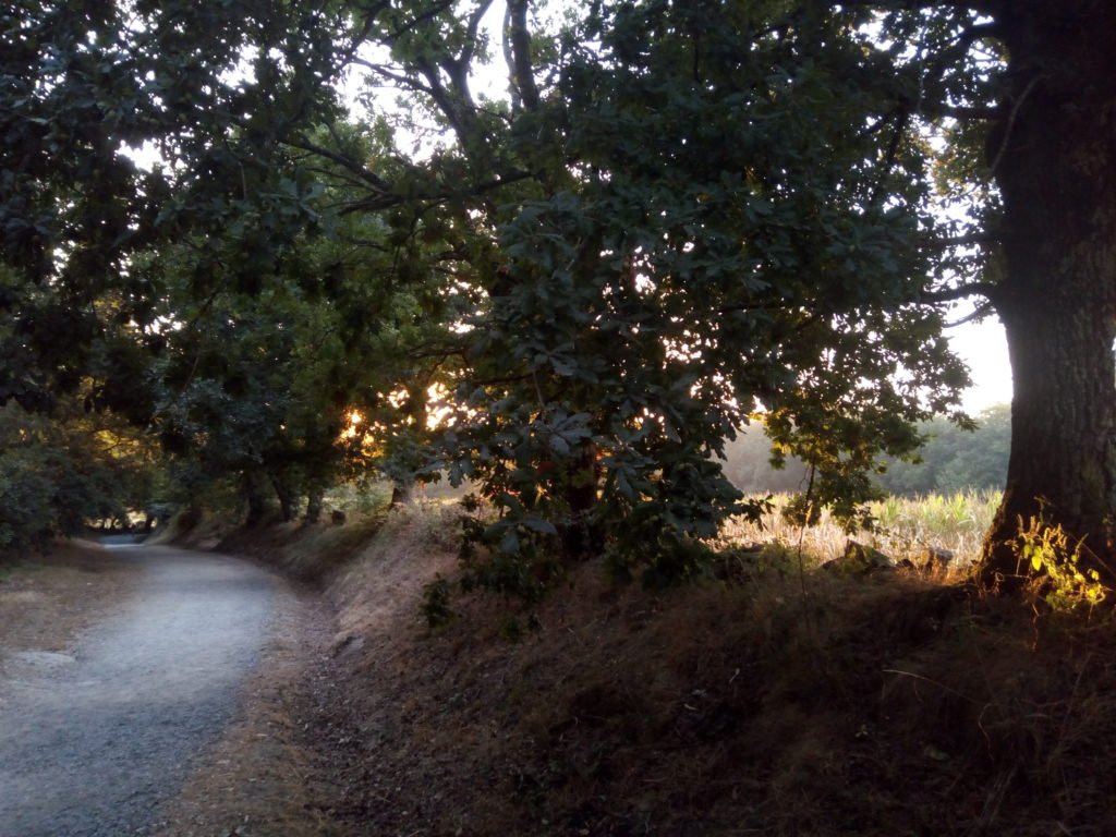 El camino bajo árboles