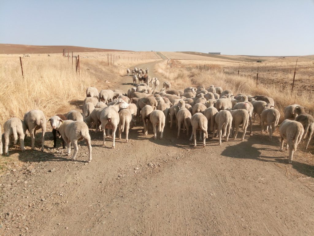 Unas ovejitas tapando el paso