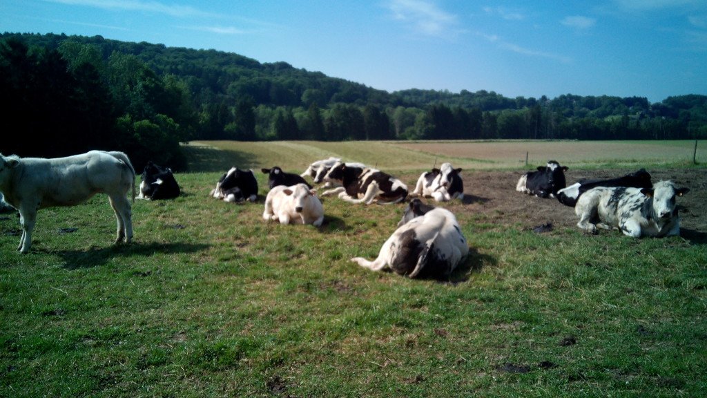 Vacas descansando, ¡luego que se ponen como vacas!