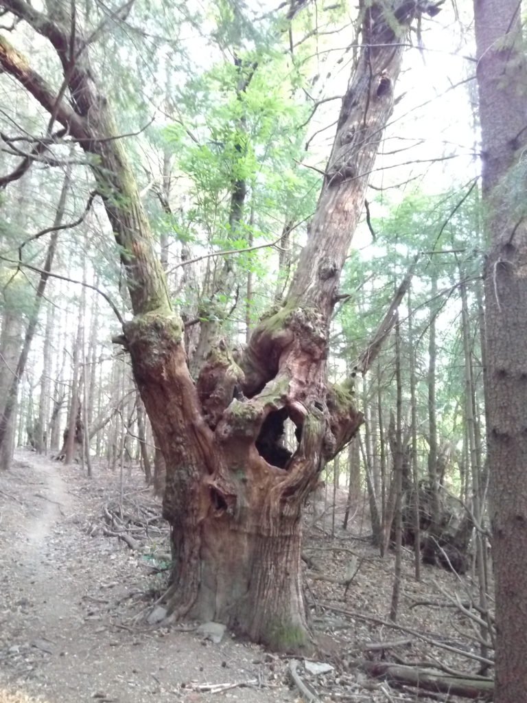 Un árbol que se merece foto