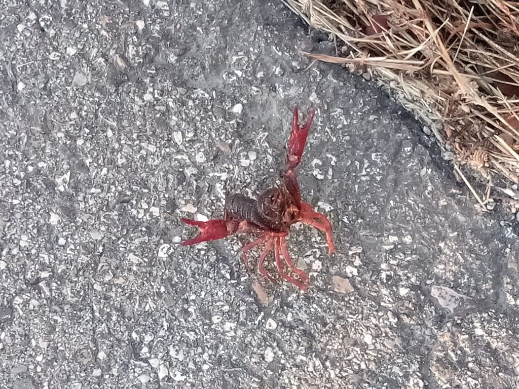 ¡Este cangrejo es una fiera!