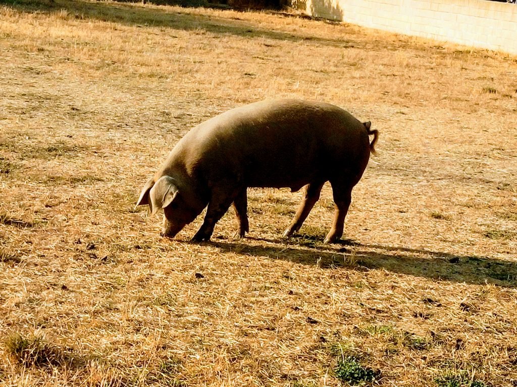 Un cerdo, pero guapísimo